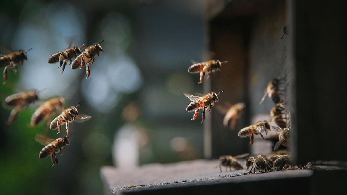 World Bee Day 2026