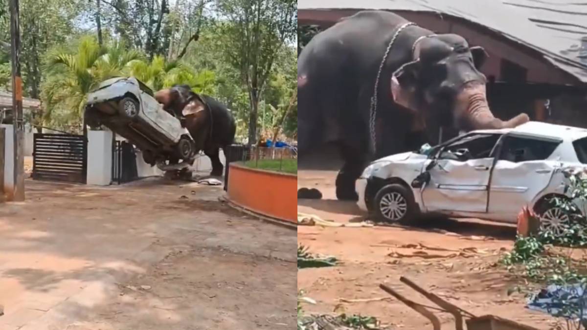 ಆನೆಗೆ ಮದವೇರಿದರೆ ಅನಾಹುತ ಗ್ಯಾರಂಟಿ - ದೇವಸ್ಥಾನದಲ್ಲಿ ಆನೆ ದಾಳಿಗೆ ಲಾರಿ ಚಾಲಕ ಬಲಿ; ವಿಡಿಯೋ ವೈರಲ್!!