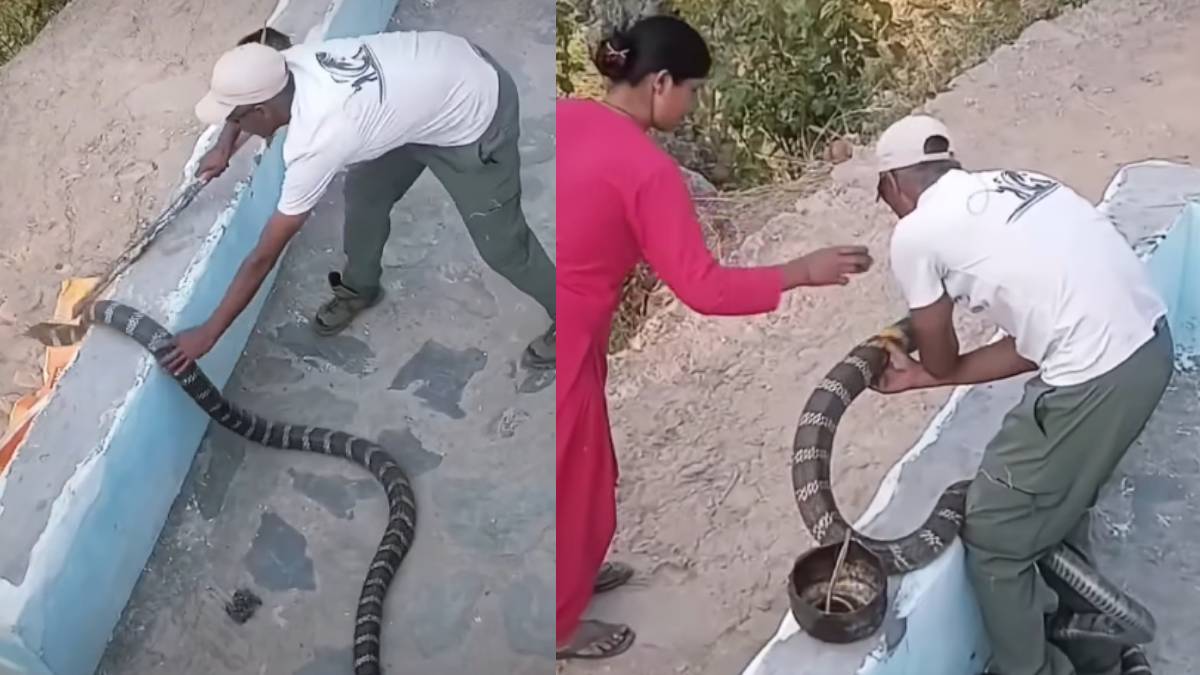 ಸೋಷಿಯಲ್ ಮೀಡಿಯಾದಲ್ಲಿ ಸಂಚಲನ - ಬ್ಲಾಕ್ ಕಿಂಗ್ ಕೋಬ್ರಾ ಹಿಡಿತ; | Photo Credit: https://www.instagram.com/junglenamaa/