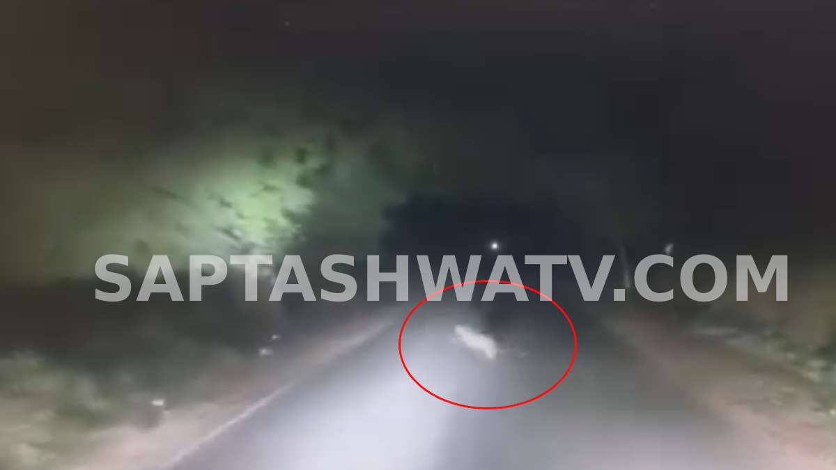 Leopard Spotted Near Channapatna