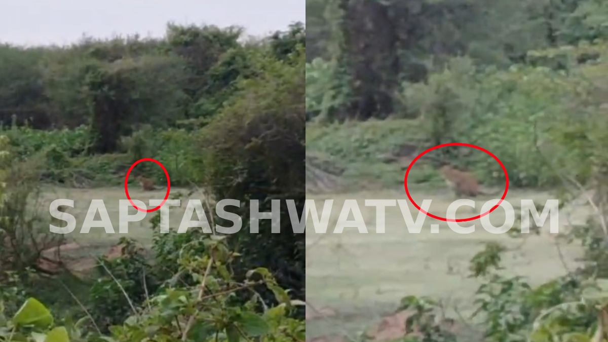Leopard Spotted Near Neshwi Village in Haveri, Panic Among Residents