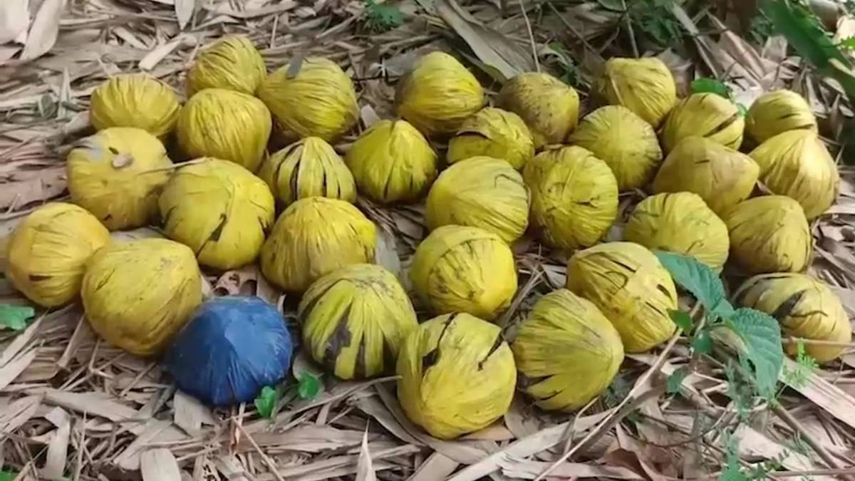 ಗ್ರಾಮಸ್ಥರ ಸಮಯ ಪ್ರಜ್ಞೆಯಿಂದ ತಪ್ಪಿದ ಘೋರ ದುರಂತ - ಬಿದಿರು ತೋಪಿನಲ್ಲಿ ಸಿಕ್ತು 31 ಜೀವಂತ ಬಾಂಬ್‌!!