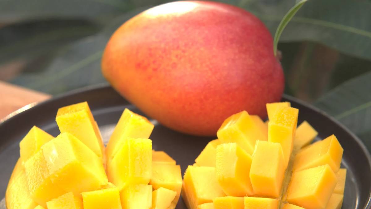Japan’s Miyazaki Mango: The Egg of the Sun Worth ₹3 Lakh Per Fruit