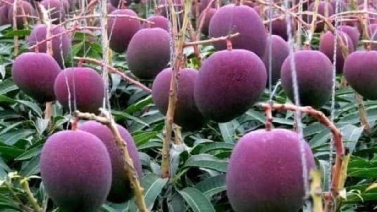 ಬಂಜರು ಭೂಮಿಯಲ್ಲಿ ಮಾವಿನ ಕ್ರಾಂತಿ; | Photo Credit: https://x.com/hvgoenka