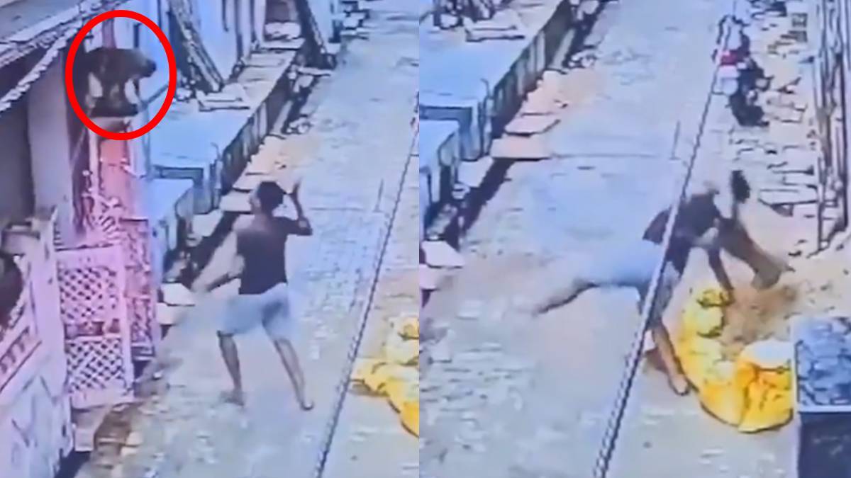 WWE ಮಾದರಿಯಲ್ಲಿ ಯುವಕನ ಕೆಡವಿದ ಮಂಗ - ಭರ್ಜರಿ ಫೈಟಿಂಗ್ ವಿಡಿಯೋ ವೈರಲ್; ವಿಡಿಯೋ ಹಿಂದೆ ಇದೆ ಕ್ಯೂಟ್ ಕಥೆ!