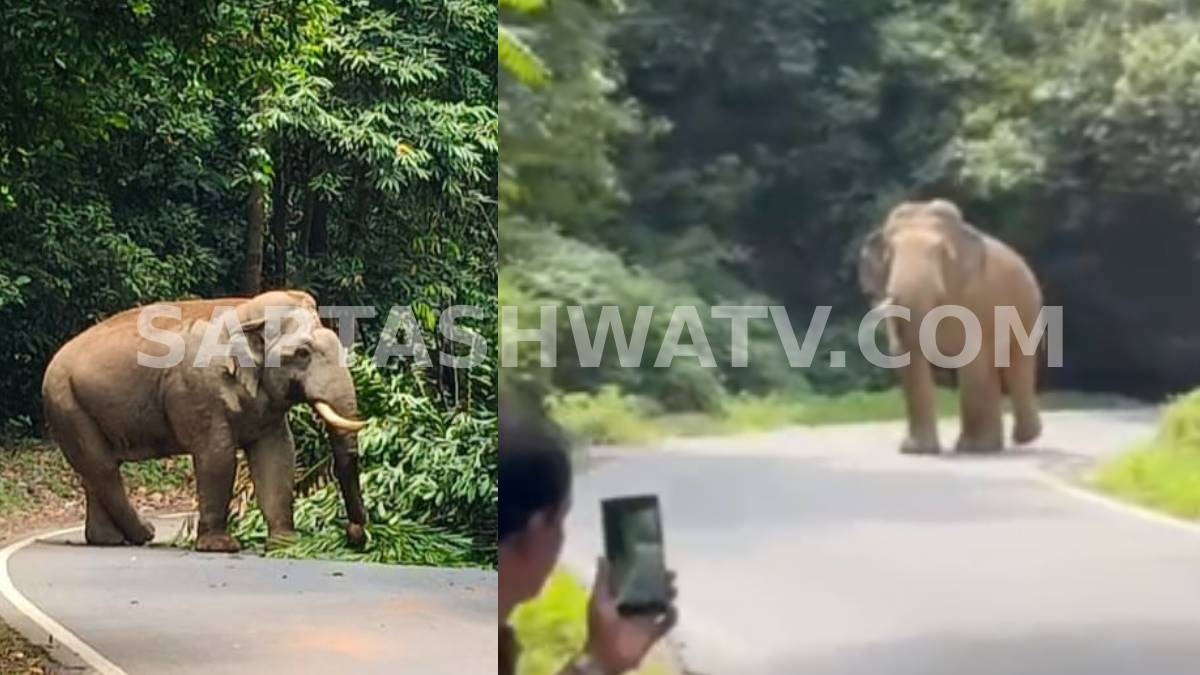 ಚಾರ್ಮಾಡಿ ಘಾಟ್‌ನ 10ನೇ ತಿರುವಿನಲ್ಲಿ 'ಗಜರಾಜ'ನ ದರ್ಬಾರ್ - ಗಂಟೆಗಟ್ಟಲೆ ರಸ್ತೆಯಲ್ಲೇ ಬೀಡುಬಿಟ್ಟ ಒಂಟಿ !!