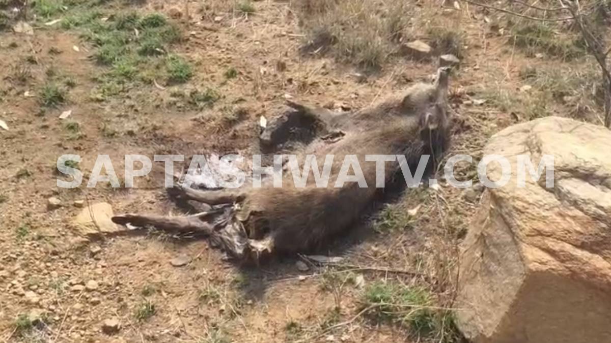 ಬಿಸಿಲಿನ ಬೇಗೆಗೆ ಬೆಂದ ಅರಣ್ಯ - ನೀರು ಸಿಗದೆ ಪ್ರಾಣ ಬಿಡುತ್ತಿರುವ ಕಾಡಿನ ಮಕ್ಕಳು, ಅಧಿಕಾರಿಗಳು ಎಲ್ಲಿದ್ದಾರೆ?