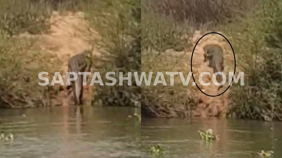 ತುಂಗಭದ್ರಾ ನದಿಯಲ್ಲಿ 'ಬೆಟ್ಟದಂತಹ' ಮೊಸಳೆ ಪ್ರತ್ಯಕ್ಷ