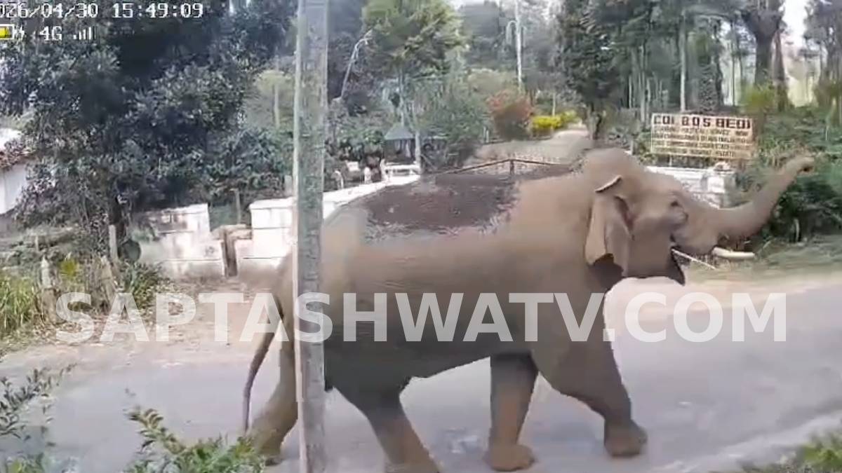 ಅಂದು ದಂತ ಕಳೆದುಕೊಂಡಿದ್ದ ಭೀಮ ಇಂದು ಸೇಡು ತೀರಿಸಿಕೊಳ್ತಾನಾ? ಬೇಲೂರಲ್ಲಿ ಹೈ-ವೋಲ್ಟೇಜ್ ಆನೆ ಕಾಳಗದ ಭೀತಿ!!