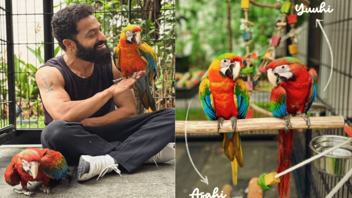 ಮನೆಗೆ ಬಂತು ಎರಡು ಕ್ಯೂಟ್ ಹಕ್ಕಿ | Photo Credit: https://www.instagram.com/jrntr/