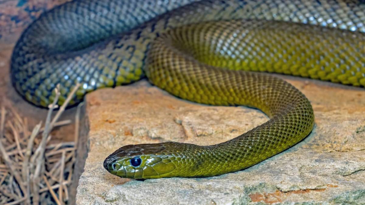 ಮನೆ ತೋಟದ ಕೆಲವು ಗಿಡಗಳು ಹಾವುಗಳಿಗೆ ಮ್ಯಾಗ್ನೆಟ್; | Photo Credit: https://www.ndtv.com