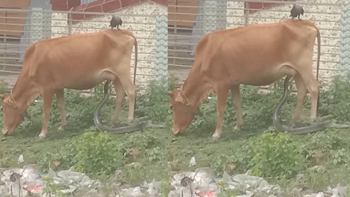 ಪ್ರಕೃತಿಯ ವಿಚಿತ್ರ: ಆಕಳ ಕೆಚ್ಚಲಿನಿಂದ ನೇರವಾಗಿ ಹಾಲು ಕುಡಿದ ನಾಗರಹಾವು - ವೈರಲ್ ವಿಡಿಯೋ ಇಲ್ಲಿದೆ!!