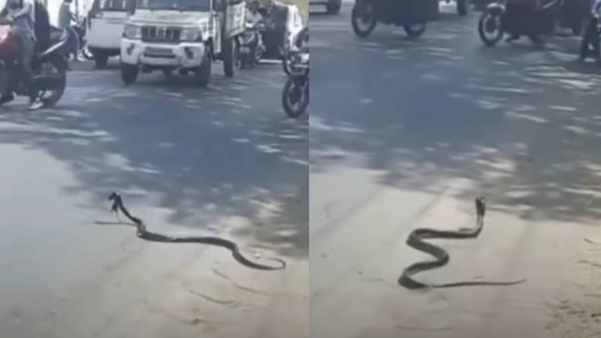 ಮನುಷ್ಯರಷ್ಟೇ ಅಲ್ಲ ಮೂಕ ಪ್ರಾಣಿಗಳಿಗೂ ತಟ್ಟಿದ ಸೂರ್ಯನ ಪ್ರತಾಪ - ಕಡು ಬಿಸಿಲಿಗೆ ರಸ್ತೆ ದಾಟಲಾಗದೆ ಒದ್ದಾಡಿದ ಹಾವು;