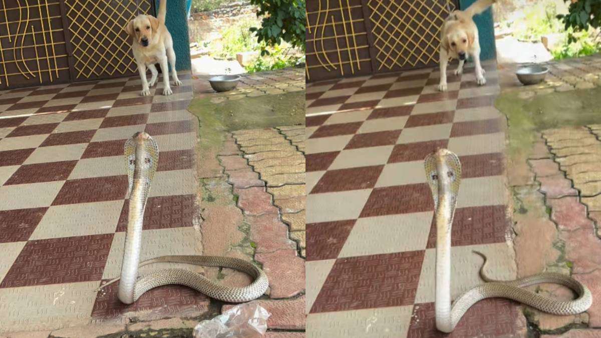 ನಾಯಿ ಮುಂದೆ ಹೆಡೆ ಬಿಚ್ಚಿ ಬುಸುಗುಟ್ಟಿದ ನಾಗರಹಾವು - ಮೂಕಪ್ರಾಣಿ ಎದುರು ರೊಚ್ಚಿಗೆದ್ದ ಕೋಬ್ರಾ ವಿಡಿಯೋ ವೈರಲ್;