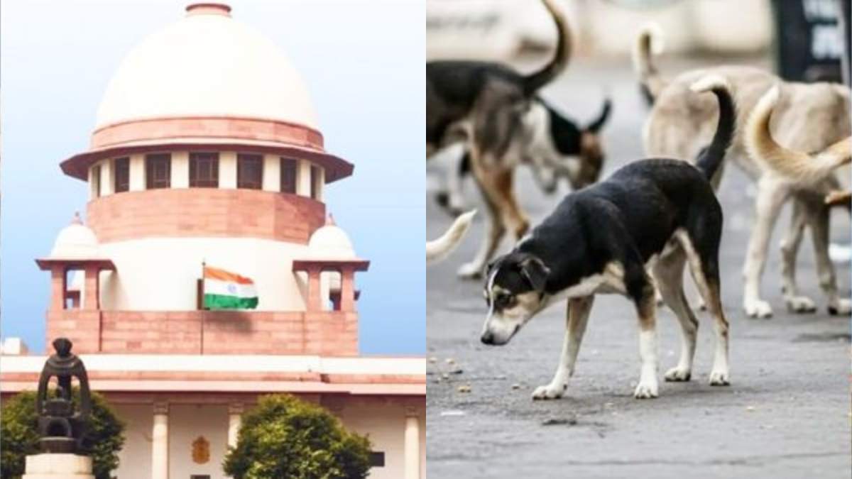 Supreme Court Orders Removal of Stray Dog, Says Dog Bite Incidents Cannot Be Ignored