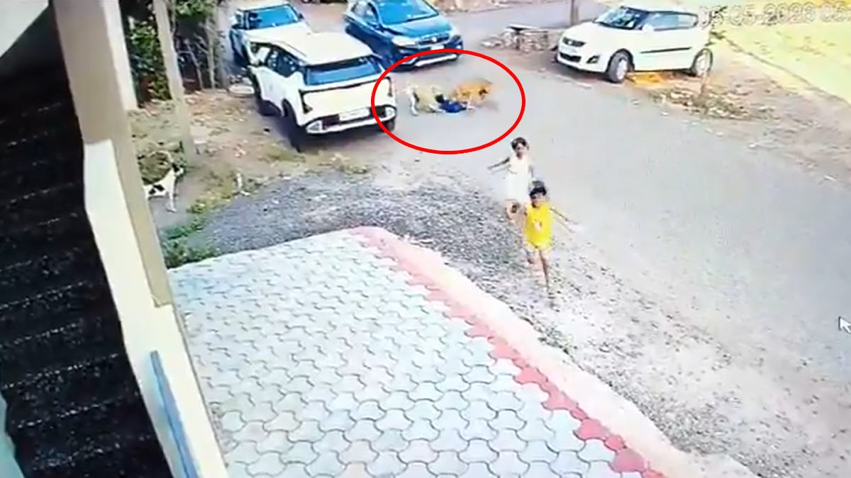 3-Year-Old Boy Attacked by Stray Dogs in Vijayapura, CCTV Video Shocks Residents