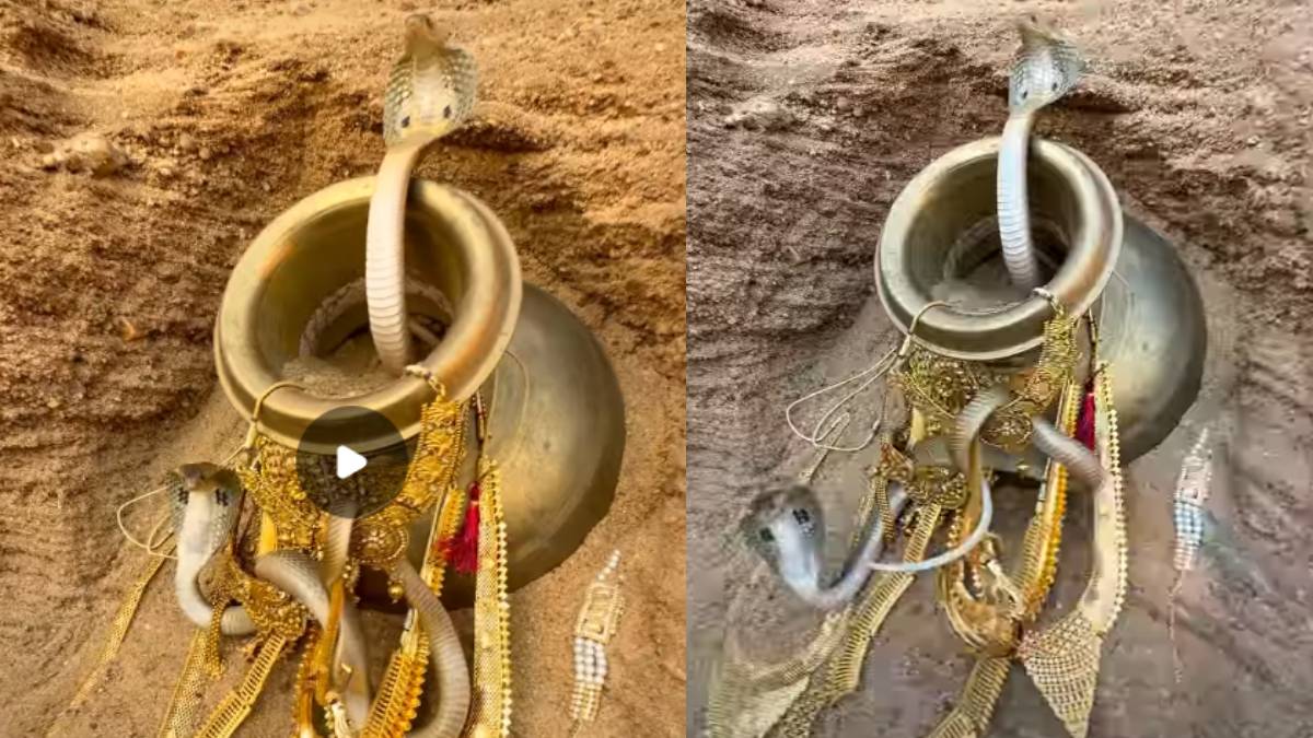 ನಿಧಿಯ ಮೇಲೆ ನಾಗರ ಹಾವುಗಳ ಕಾವಲು - ಪುರಾಣದ ಕಥೆ ನಿಜವಾಯ್ತೇ? ವೈರಲ್ ಆಗ್ತಿರೋ ವಿಡಿಯೋದ ಅಸಲಿಯತ್ತೇ ಬೇರೆ!!