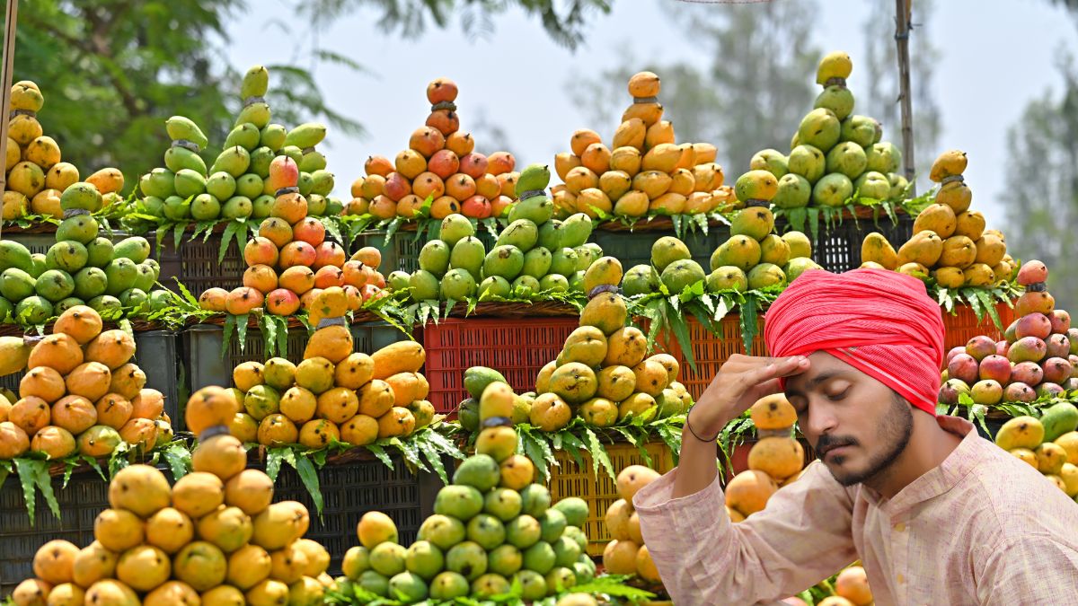 Nepal Restricts Indian Mango Imports; UP Farmers Fear Price Crash