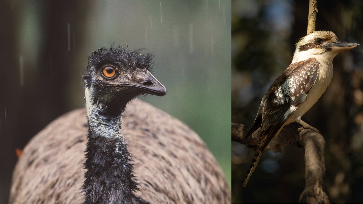 Australia Detects H5 Bird Flu on Mainland for First Time, Raising Fears for Unique Wildlife