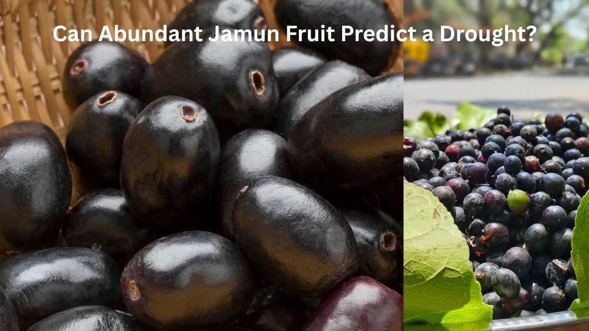 Heavy Jamun Harvest 2026: Can Abundant Fruit Predict a Drought?