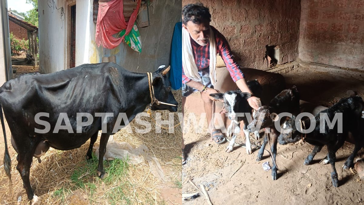 Rare Event in Mysuru: Five-Year-Old Cow Gives Birth to Three Calves at Once