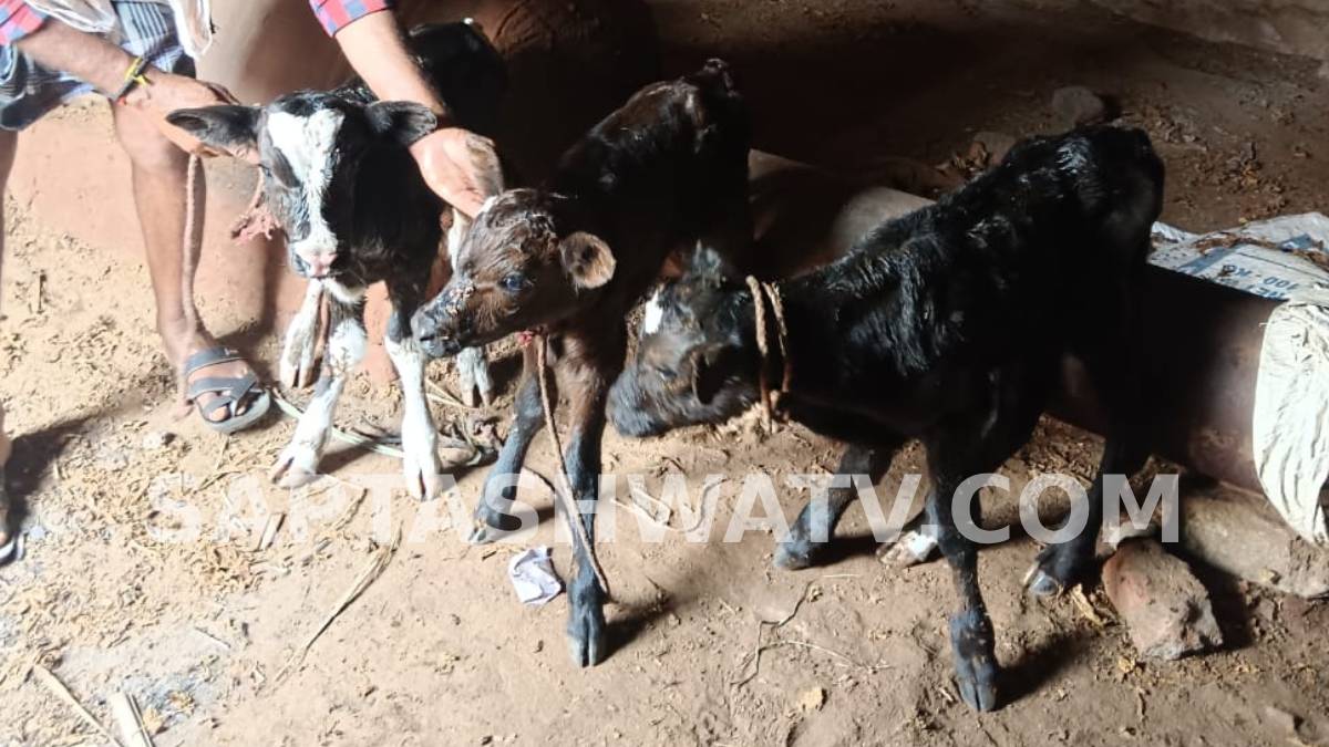 ಲಕ್ಷದಲ್ಲೊಂದು ಅದ್ಭುತ ಪವಾಡ - ಪಿರಿಯಾಪಟ್ಟಣದಲ್ಲಿ ಒಂದೇ ಬಾರಿಗೆ ಬರೋಬ್ಬರಿ 3 ಕರುಗಳಿಗೆ ಜನ್ಮ ನೀಡಿದ ಹೆಚ್.ಎಫ್. ತಳಿಯ ಹಸು!!
