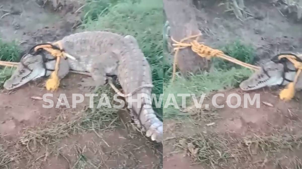 ಬೆಳಗಾವಿಯ ಅಥಣಿಯಲ್ಲಿ ಹೈಡ್ರಾಮಾ - ಕೃಷ್ಣಾ ನದಿ ನೀರು ಕುಸಿತ, ಗದ್ದೆಗೆ ನುಗ್ಗಿದ ದೈತ್ಯ ಮೊಸಳೆಯನ್ನು ಮರಕ್ಕೆ ಕಟ್ಟಿಹಾಕಿದ ಗ್ರಾಮಸ್ಥರು!!