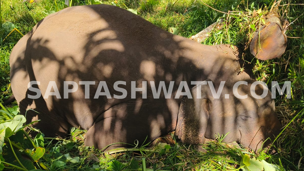 ಕೆಸರು ತುಂಬಿದ ಗದ್ದೆಯಲ್ಲಿ ಪ್ರಾಣಬಿಟ್ಟ ಗಜರಾಜ - ಸ್ಥಳಕ್ಕೆ ಅರಣ್ಯ ಇಲಾಖೆ ಅಧಿಕಾರಿಗಳ ಭೇಟಿ, ಪರಿಶೀಲನೆ!!