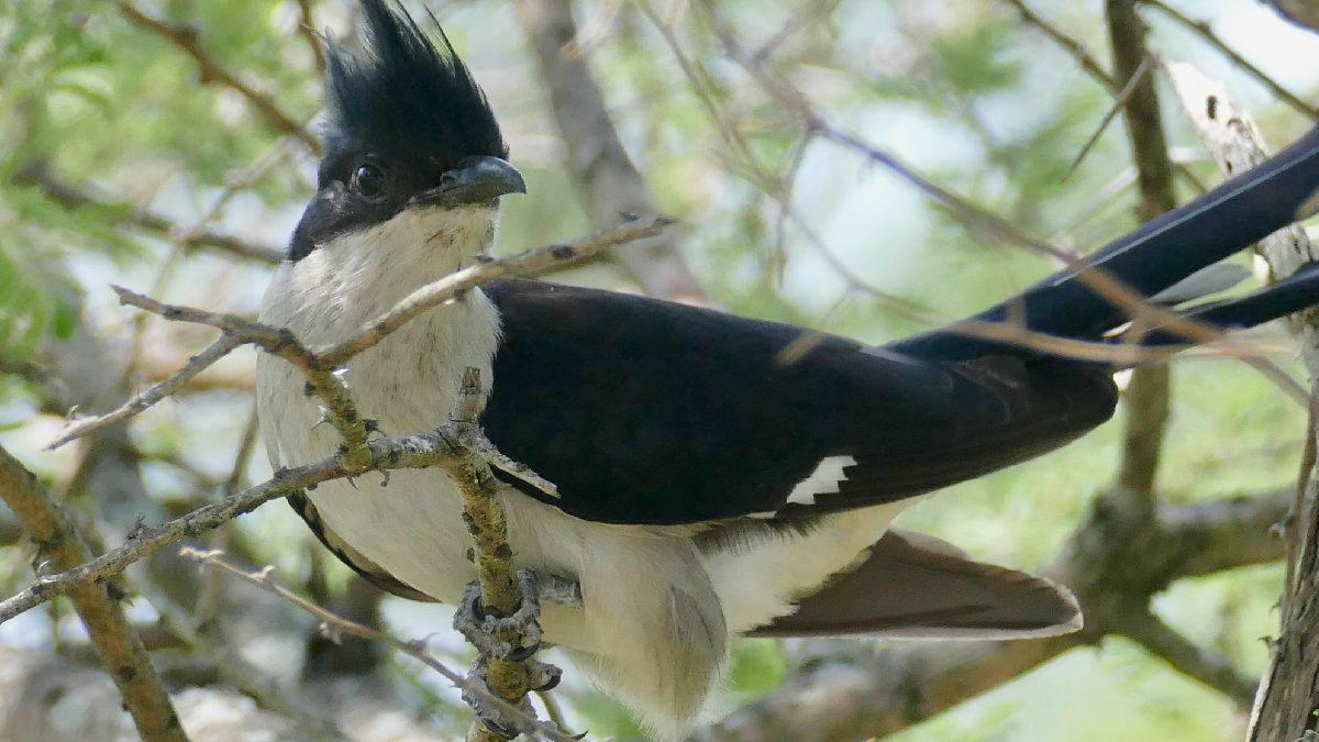 Rain Predictor Bird? Villagers Trust This Bird's Eggs to Forecast the Monsoon