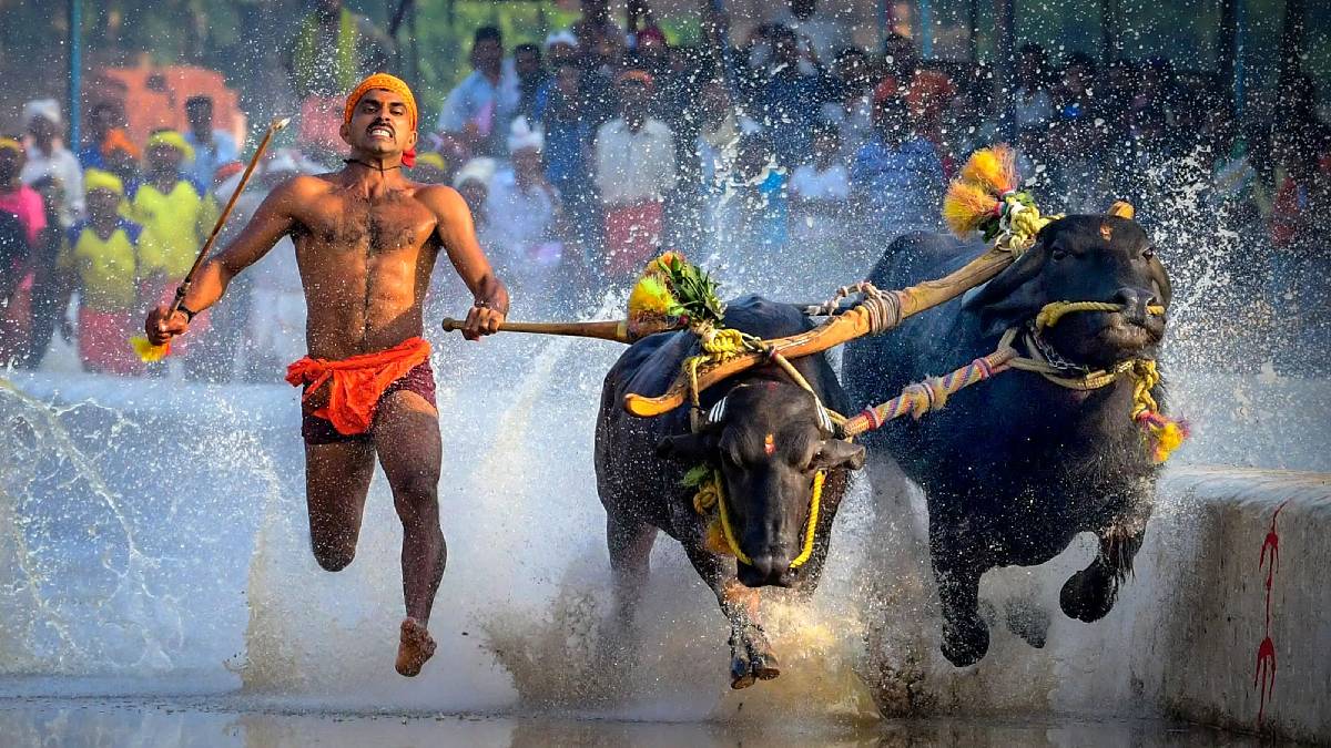 ಮೈಸೂರು ದಸರಾ ಇತಿಹಾಸದಲ್ಲೇ ಮೊದಲು - ನಾಡಹಬ್ಬದ ಸಾಂಸ್ಕೃತಿಕ ವೈಭವಕ್ಕೆ ಕರಾವಳಿಯ ರೋಚಕ ಕಂಬಳದ ಮೆರುಗು!!
