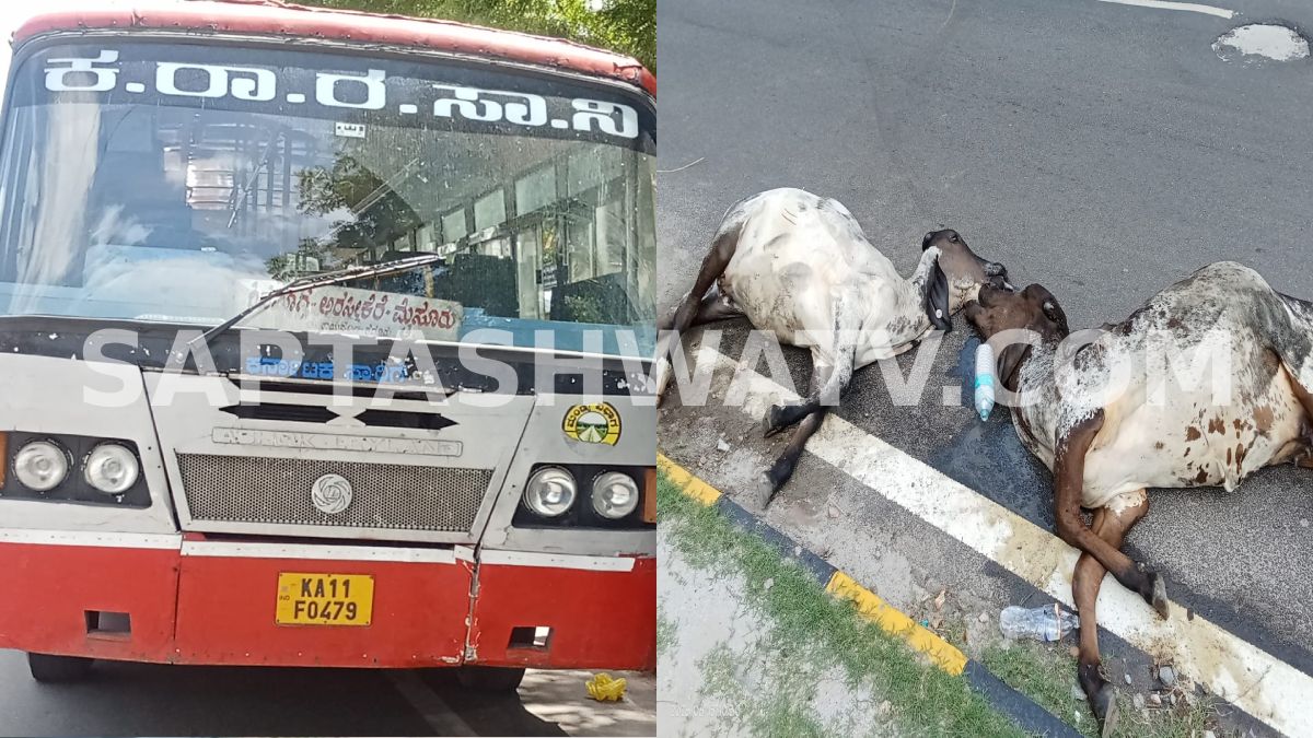 Three Cows Killed After KSRTC Bus Hits Stray Cattle on Mysuru Ring Road