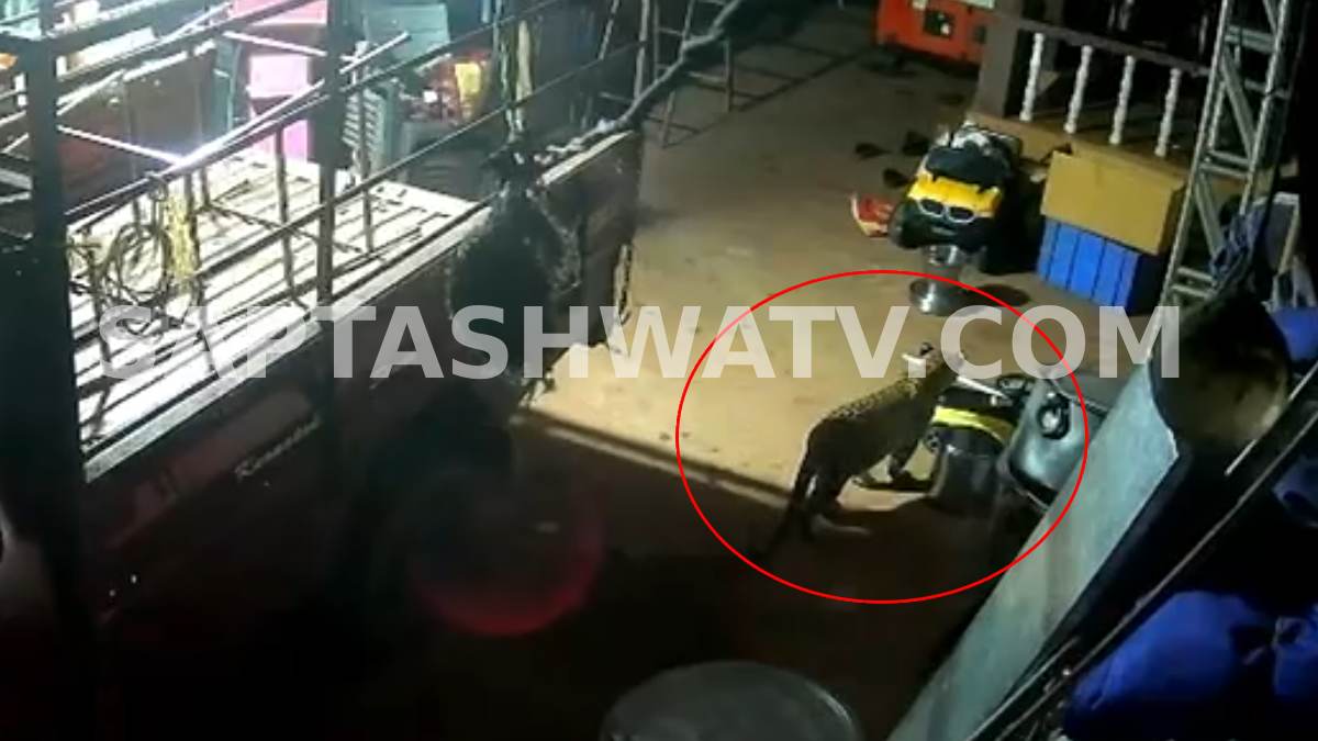 Mangaluru: Leopard Enters House Compound in Moodbidri, Movement Captured on CCTV