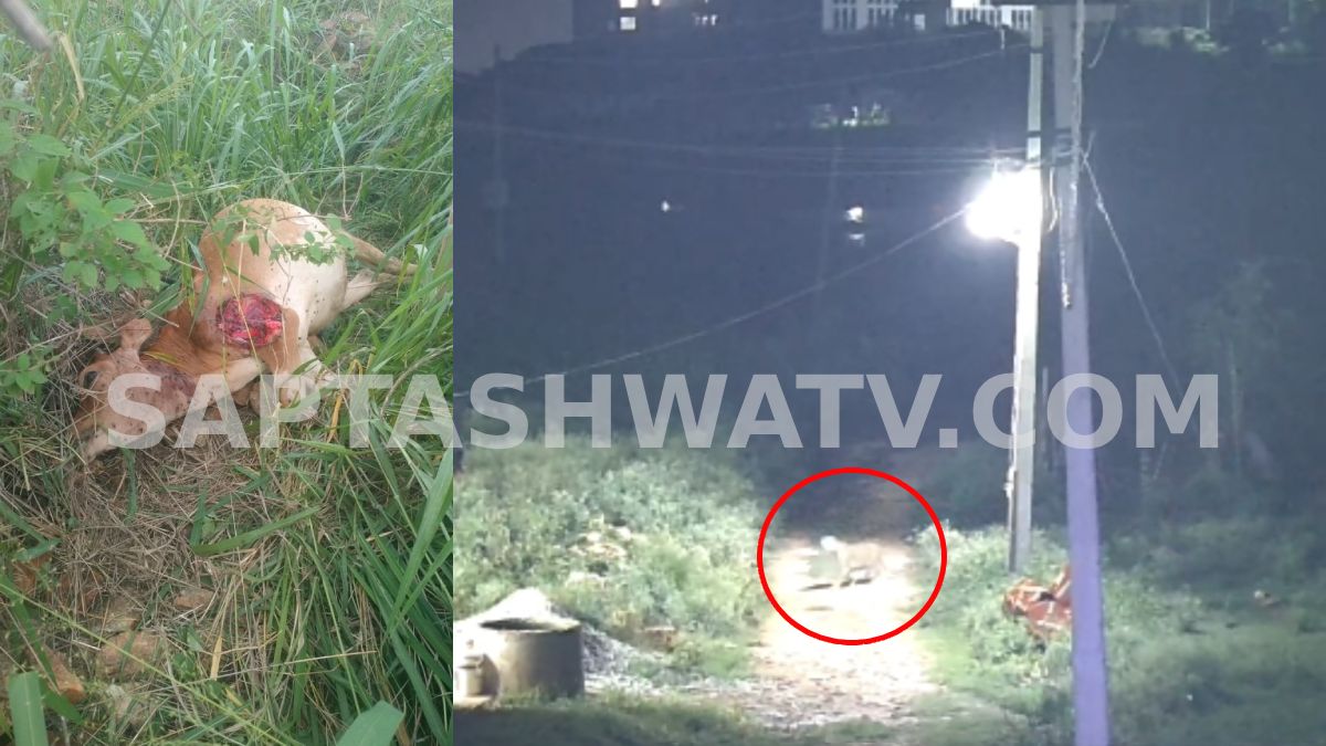 Leopard Attack in Arsikere