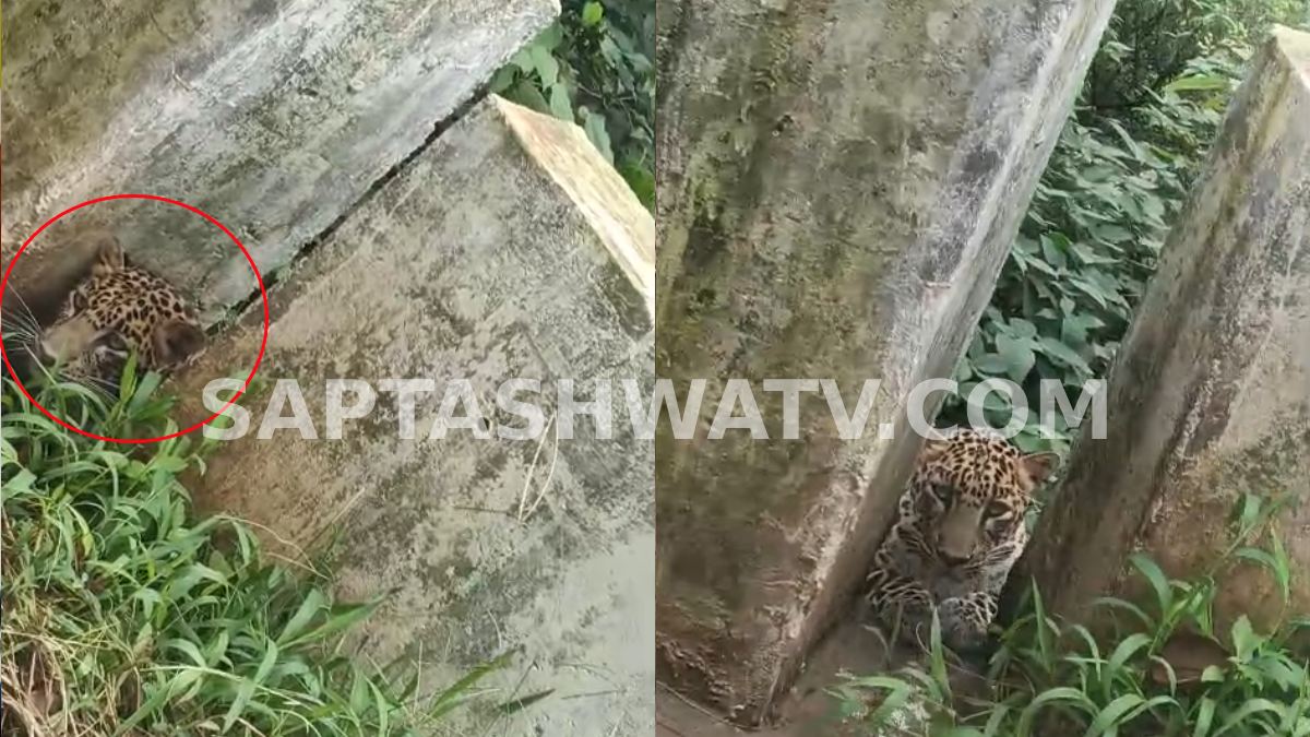 Leopard Spotted in Charmadi Ghat: Tourists Warned Against Stopping for Selfies and Photos