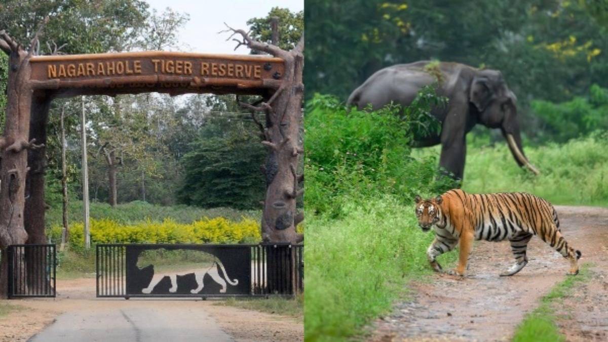 ವನ್ಯಪ್ರೇಮಿಗಳಿಗೆ ಗುಡ್ ನ್ಯೂಸ್: ಬಂಡೀಪುರ-ನಾಗರಹೊಳೆ ಸಫಾರಿ ಪುನರಾರಂಭ, ಹೊಸ ನಿಯಮಗಳೇನು?