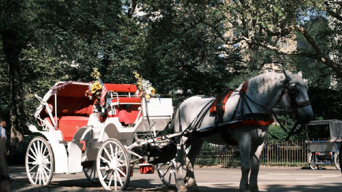 Indian Teen’s Death Sparks Fresh Debate Over NYC Horse Carriages