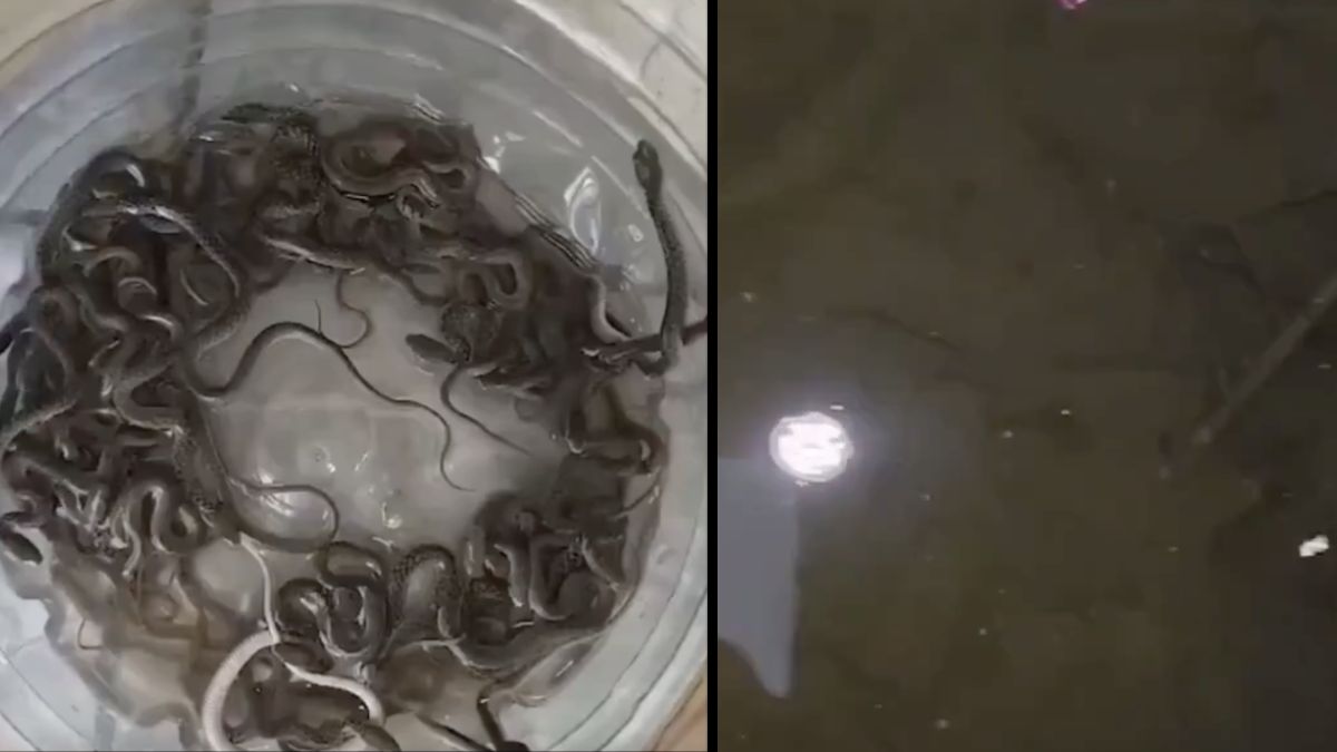 27 Snakes Found in Haridwar House Water Tank, Forest Department Rescues Safely