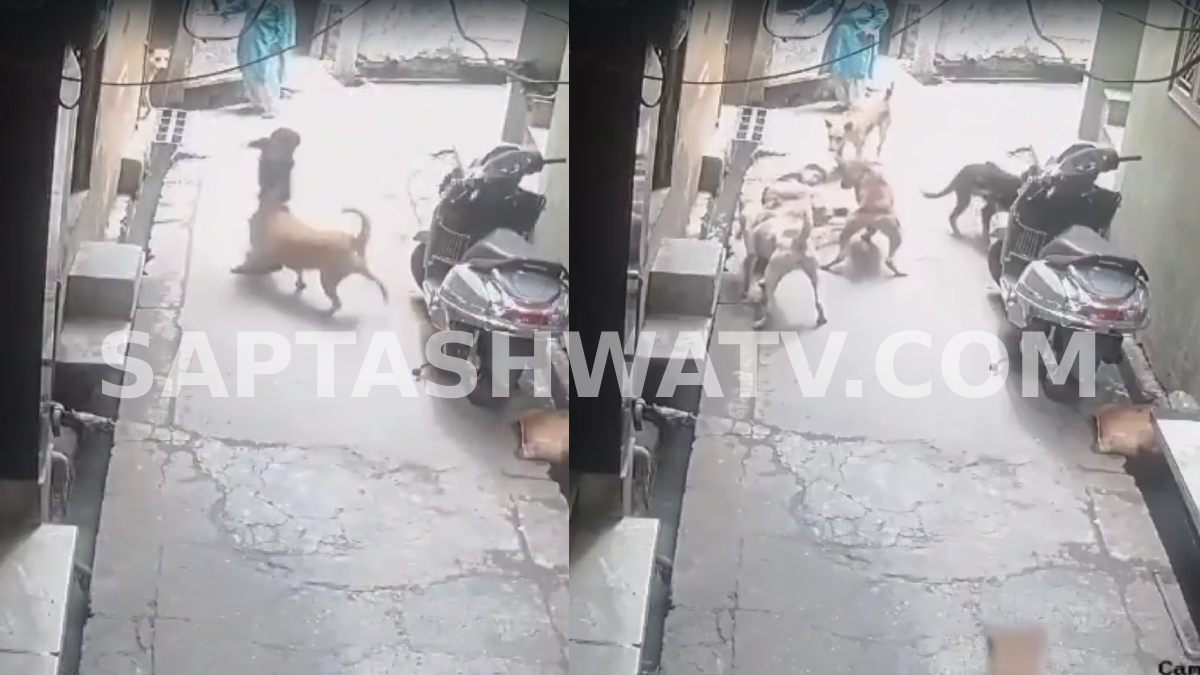 Young Boy Injured After Stray Dog Attack in Uttar Pradesh's Najibabad
