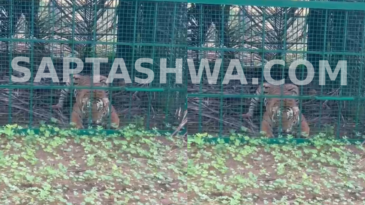 ಮೈಸೂರು: ಕೊನೆಗೂ ಅರಣ್ಯ ಇಲಾಖೆ ಬಲೆಗೆ ಬಿದ್ದ ಮೃಗರಾಜ; ಮಾಜಿ ಶಾಸಕ ಹೆಚ್.ಪಿ. ಮಂಜುನಾಥ್ ತೋಟದ ಬಳಿ ಹುಲಿ ಸೆರೆ!!