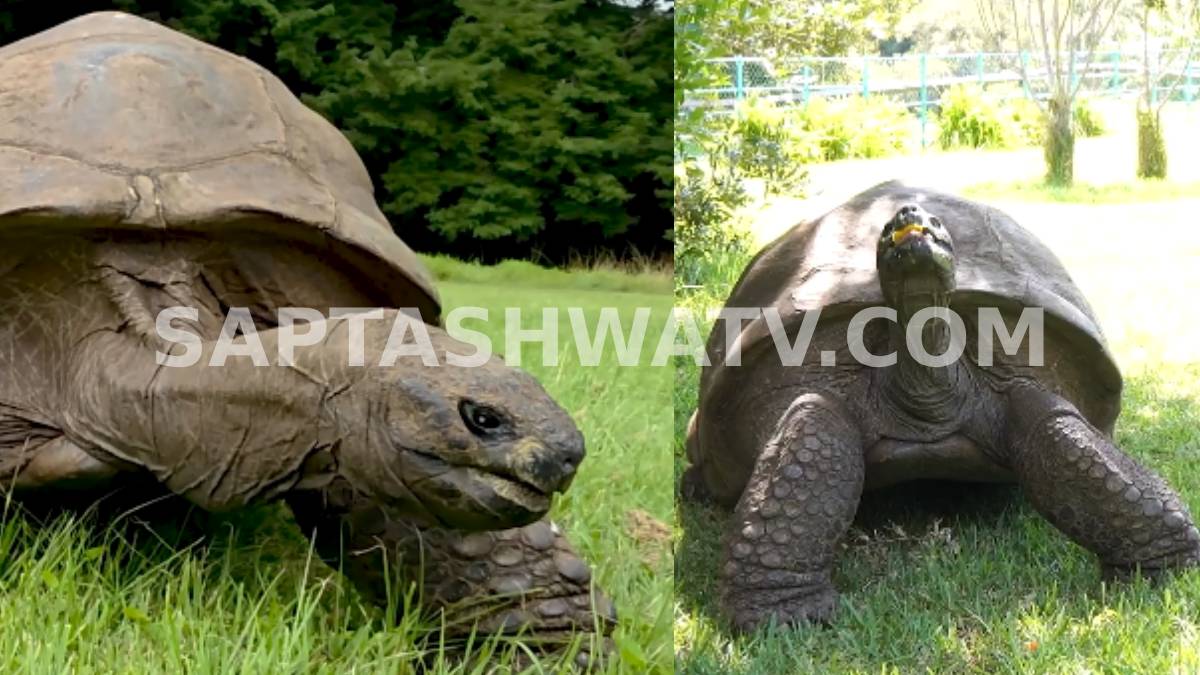 ಎರಡು ಶತಮಾನಗಳ ಇತಿಹಾಸಕ್ಕೆ ಮೂಕಸಾಕ್ಷಿ - 194ನೇ ವಯಸ್ಸಿನಲ್ಲಿ ವಿಶ್ವದ ಅತ್ಯಂತ ಹಳೆಯ ಪ್ರಾಣಿ ಎಂದು ಗಿನ್ನಿಸ್ ದಾಖಲೆ ಬರೆದ ಜೊನಾಥನ್!!