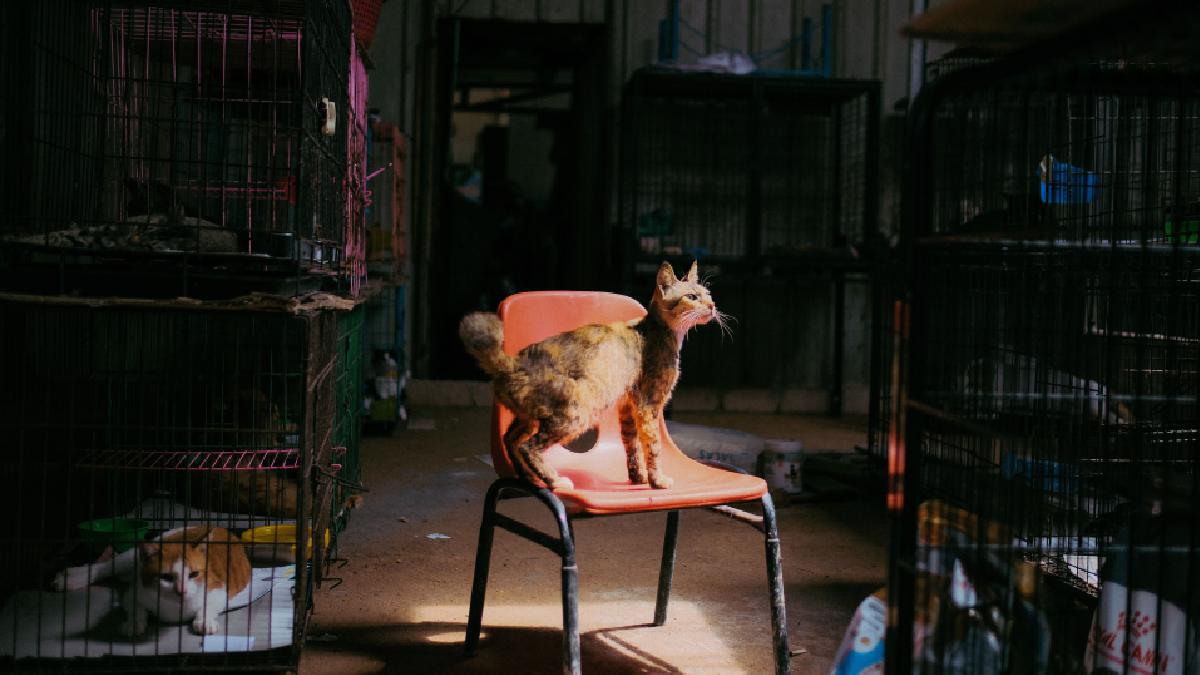 400+ Stolen Cats Rescued as Vietnam Police Bust Massive Pet Trafficking Ring
