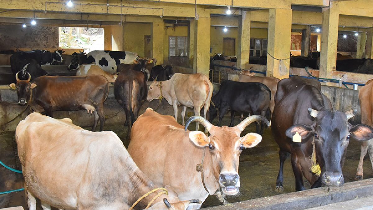 ಪೇಜಾವರ ಮಠದ ನೀಲಾವರ ಗೋಶಾಲೆ ಹೆಸರಿನಲ್ಲಿ ಅನಧಿಕೃತ ದೇಣಿಗೆ ಸಂಗ್ರಹ - ಟ್ರಸ್ಟ್ ಸದಸ್ಯ ಶಶಿಧರ್ ಭಟ್ ವಜಾ!!