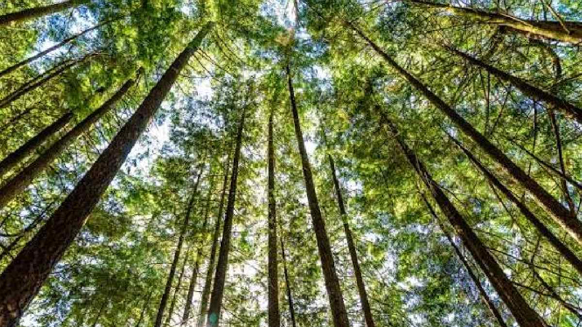 How the World's Tallest Trees Outsmart Gravity to Survive Drought