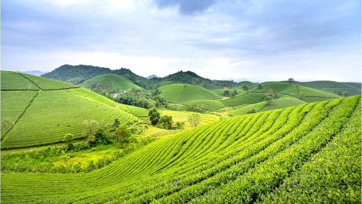 Agricultural Land Purchase Rules | Photo Credit: https://www.canva.com