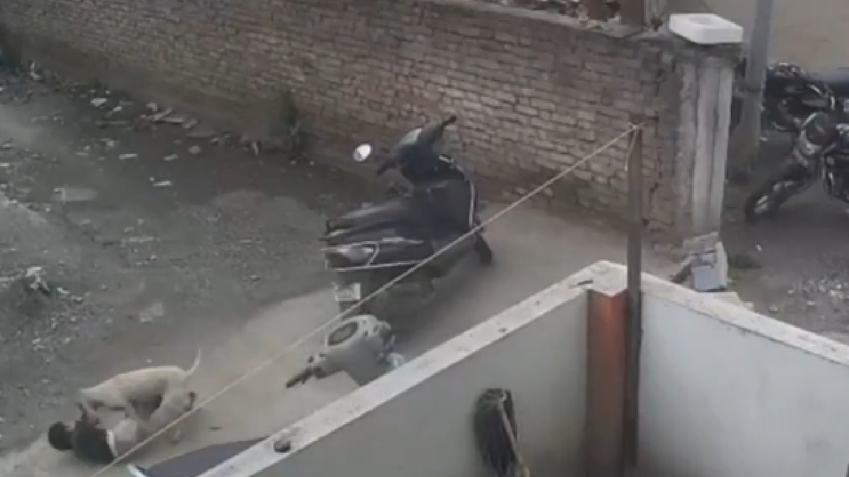 CCTV captures stray dog attacking three year old child in Ahilyanagar | Photo Credit: https://x.com/HateDetectors