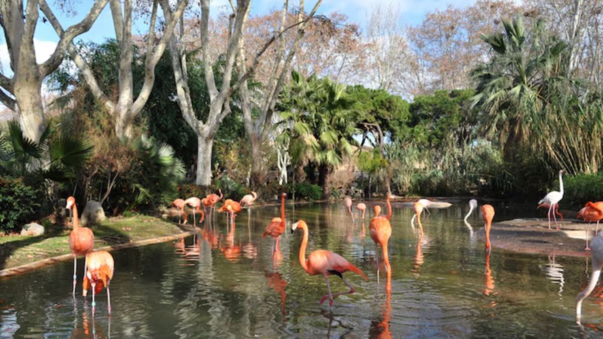 India’s First AI Bird Sanctuary: Maharashtra to Use Artificial Intelligence for Flamingo Conservation
