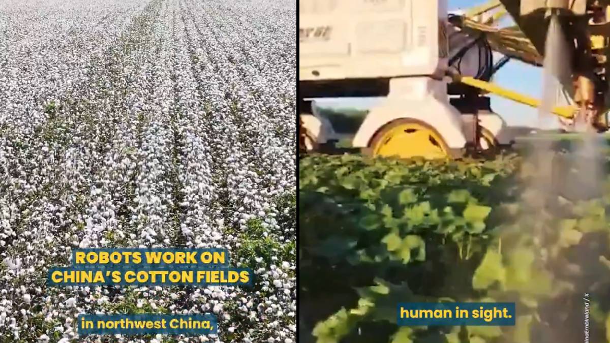 China's Xinjiang Deploys AI Robots to Fully Automate Cotton Farming