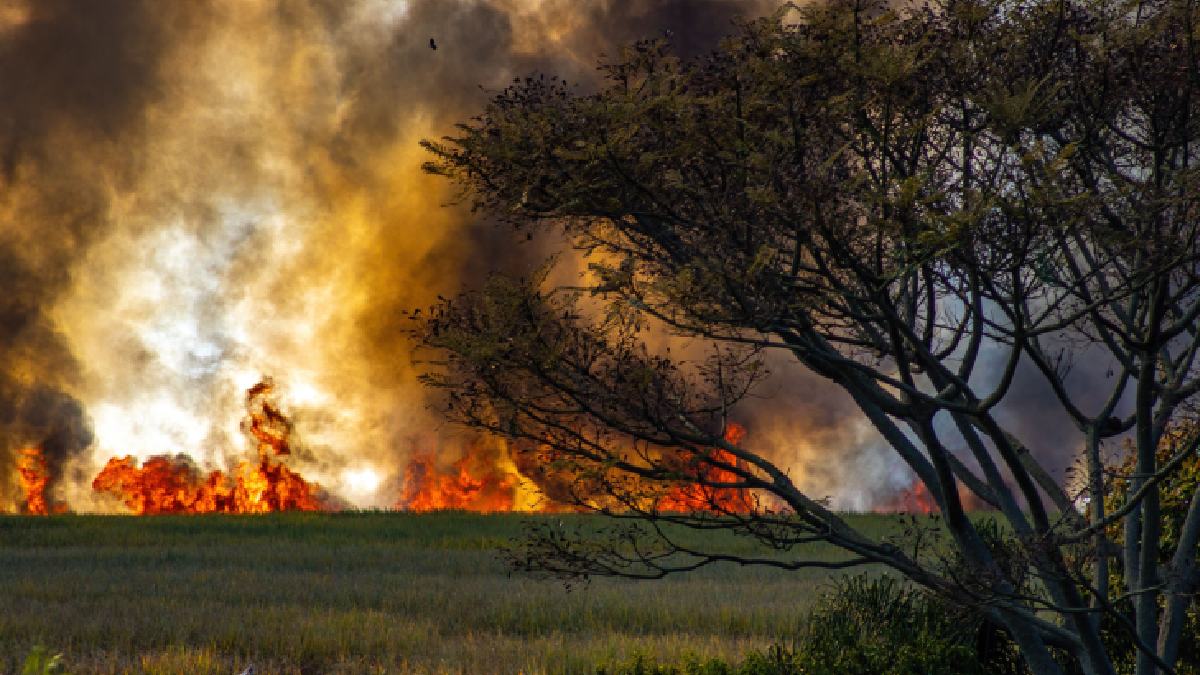 Quail Springs Fire Burns 2,000 Acres in Nevada While Dove Fire Prompts Evacuations in California