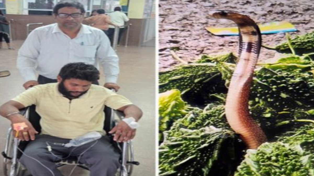 Cobra Hidden Among Bitter Gourds Bites Shopper at Bilaspur Market; Victim Stable After Treatment