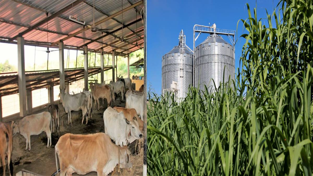 India Turns Cow Dung into Compressed Biogas as Global Demand for Clean Energy Grows